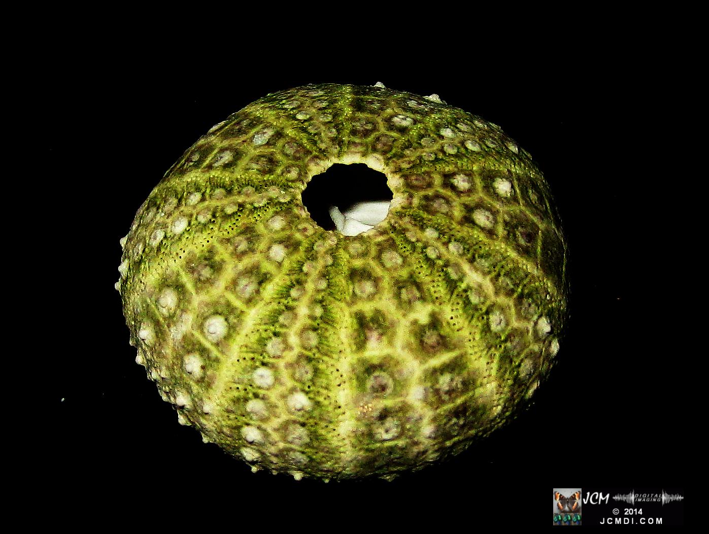 Sea Urchin shell from Anacapa Island California